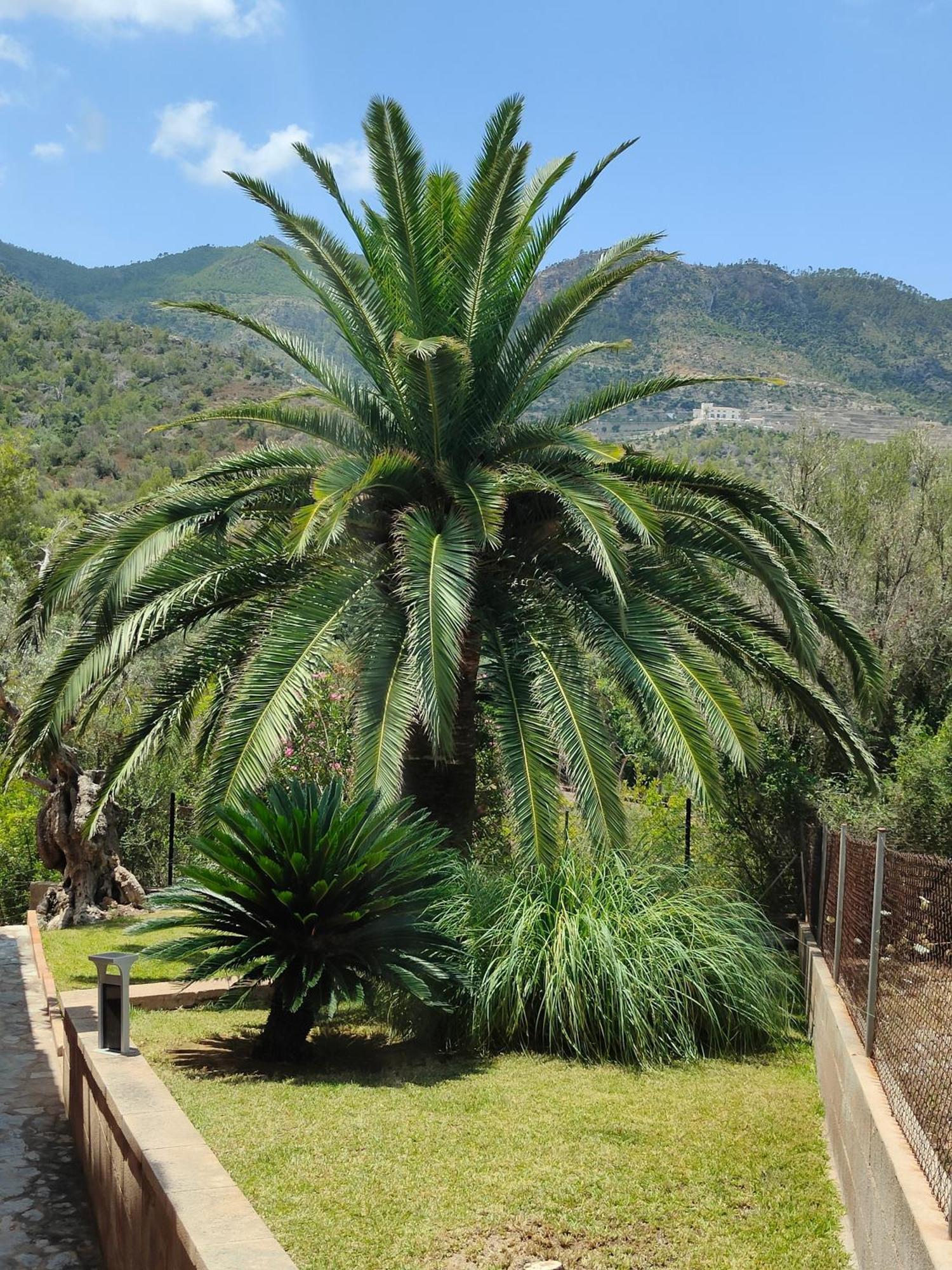 Villa Capllonch Banyalbufar Buitenkant foto
